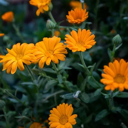 아파트 아파트먼트 보지카