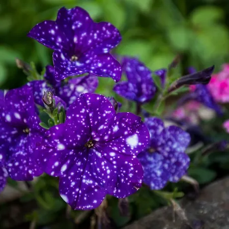 דירה Bozica דוברובניק